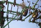  Javorsky 42' FIELD CONDITIONER