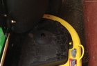2010 John Deere Z445