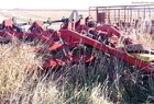  Sunflower 4010