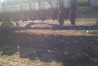 2004 Kinze 3600